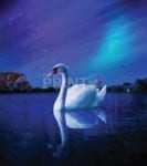 1016-midnight-swan Midnight Swan Dishwasher Sticker