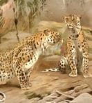 Beautiful Leopard Couple Dishwasher Sticker