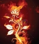 Beautiful Fire Rose Dishwasher Sticker