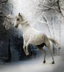 White Winter Horse Dishwasher Sticker