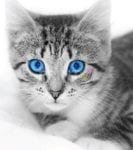 Blue Eyed Kitten Dishwasher Sticker