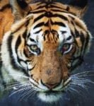 Beautiful Tiger Face Dishwasher Sticker