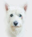 Cute White Dog Dishwasher Sticker