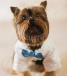 Little Dog in Bow Tie Dishwasher Sticker