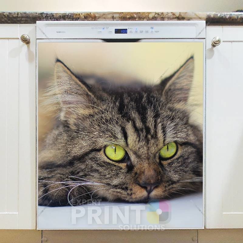 Kitten with Yellow Eyes Dishwasher Sticker