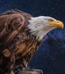 Hunting Eagle Dishwasher Sticker