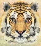 Beautiful Tiger Head Dishwasher Sticker