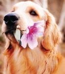 Cute Dog with Flower Garden Flag