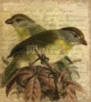 Victorian Birds and Writing Garden Flag