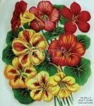 Vintage Retro Flower Seed Label #2 Garden Flag