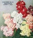 Vintage Retro Flower Seed Label #23 Garden Flag