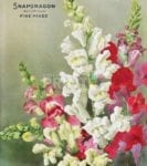 Vintage Retro Flower Seed Label #31 Garden Flag