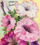 Vintage Retro Flower Seed Label #37 Garden Flag