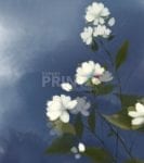 4439-early-summer-night-jasmine Early Summer Night Jasmine Garden Flag