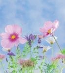 4490-little-summer-morning-flowers Little Summer Morning Flowers Garden Flag