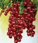 Vintage Retro Vegetable and Fruit Label #29 Garden Flag