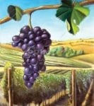 6712-vineyard-in-the-summer Vineyard in the Summer Garden Flag